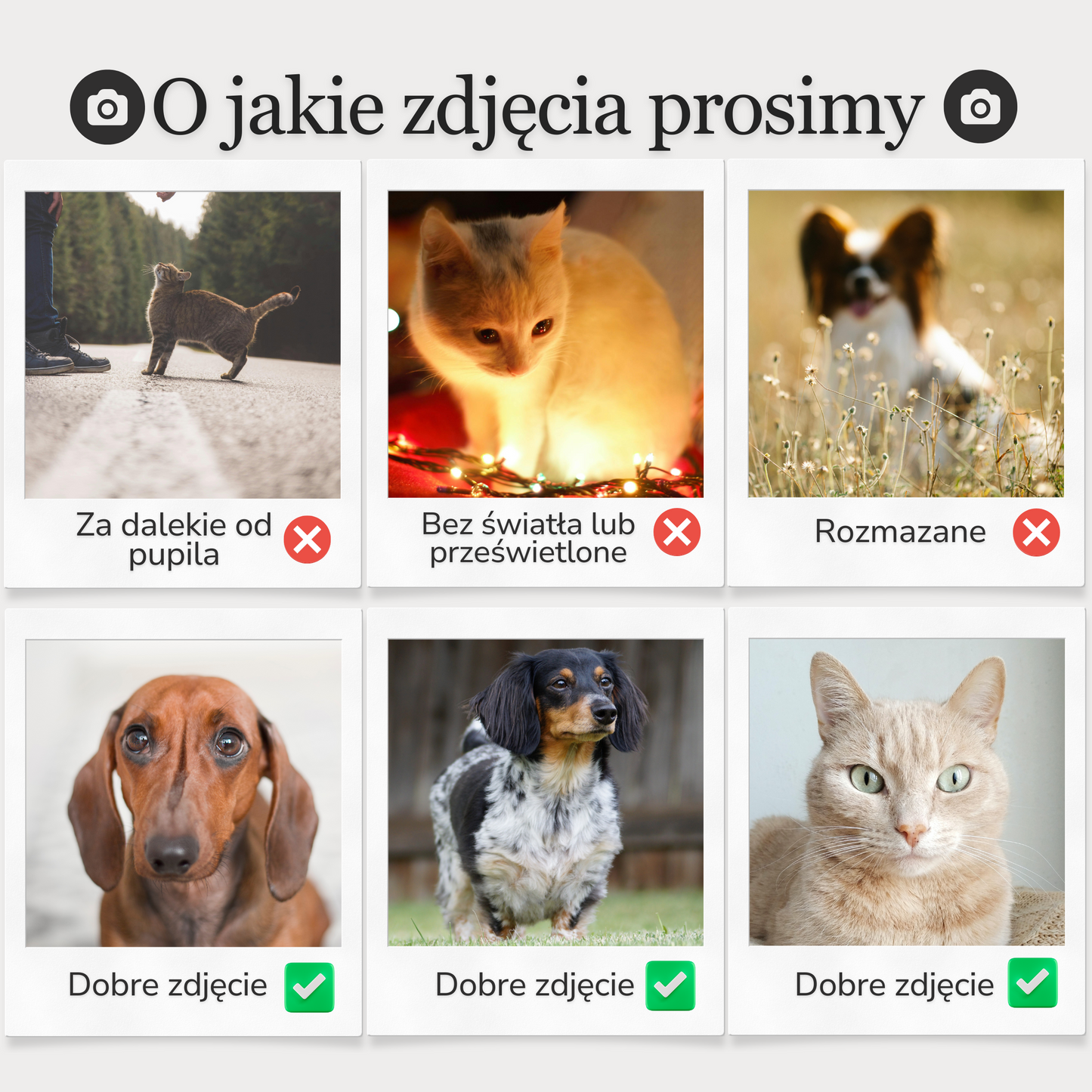 Kot w kolorowym ogrodzie jak malowany - Portret kota ze zdjęcia na zamówienie